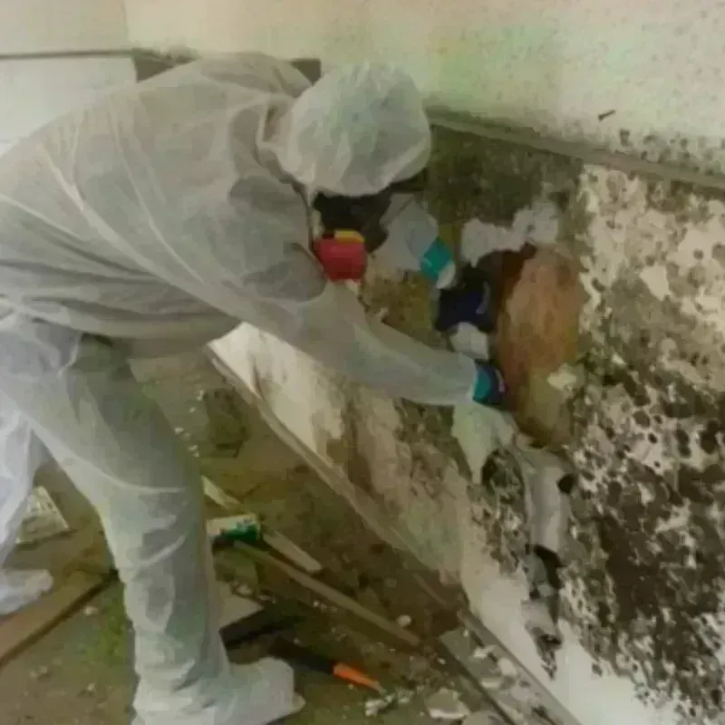 Mold Remediation and Removal in Johnstown, PA